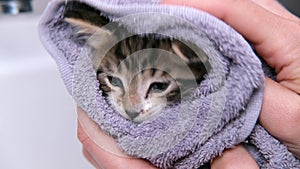 4k Funny wet striped tabby kitten in towel after taking bath. Clean pets. woman hands wipes cute cat after washing