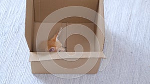 4k Ginger little kitten playing at home. Curious playful funny striped red cat hidden inside box, climbed high on top of
