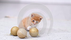 4k Ginger red little curious striped kitten playing with golden Christmas ball at home on grey floor. Cat pushes and