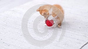 4k Ginger striped kitten playing red ball in modern scandinavian interior home. Cat doing funny pose jumping rolling