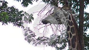 4k, The giraffe eating the tree food in the zoo (Giraffa camelopardalis)