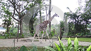 4k, The giraffe walking in the zoo (Giraffa camelopardalis)