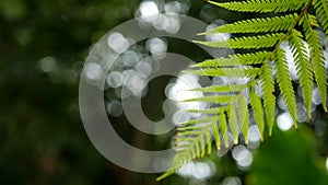 4K. green fern leaves sway from wind with green tree background and bokeh light. green natural background with copy space footage