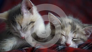 4k Grey Striped Kittens Wakes up and Stretches. Kittens Sleeping on a Fur red Blanket.