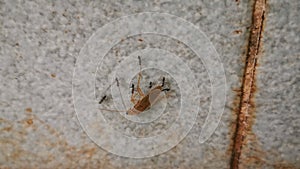 4K Group of ants carrying a dead cockroach