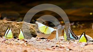 4K. group of colorful butterflies moving butterfly wings on the ground and flying in nature near the river, selective focus