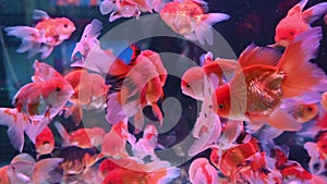 4K Group of goldfish swim in glass fish tank