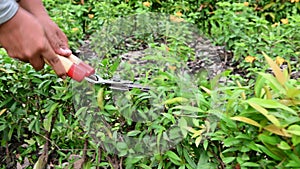 4K Hands of gardener cutting green dwarf hedge plant in the garden with grass pruning scissor shears