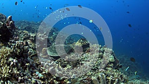 4k Hawksbill turtle on a Coral reef