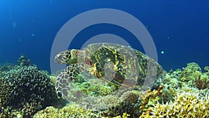 4k Hawksbill turtle on a Coral reef