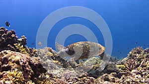 4k Hawksbill turtle on a Coral reef