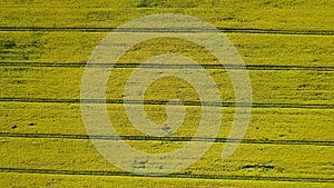 4K. High flight above blooming yellow rapeseed field at sunny day in spring, aerial top view. Background pattern with yellow color