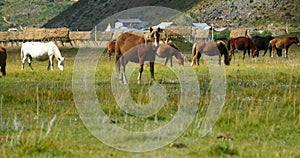 4k horse grazing on the grassland,shangri-la yunnan,china.