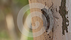 4K Horsefly, Gadfly, Insect, Fly, Flyer on Tree Lefkada Greece, Dangerous Botfly