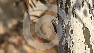 4K Horsefly, Gadfly, Insect, Fly, Flyer on Tree Lefkada Greece, Dangerous Botfly