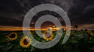 4k Hyperlapse video footage over sunflower filed at sunset time