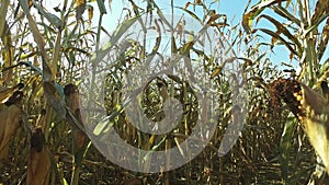 4K. Inside the ripe corn field, which ready for harvesting. Close-up panoramic view