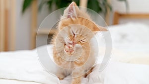 4k kitten licks its paws after eating, washes with its tongue. Little ginger cat washing on white bed at home. Small