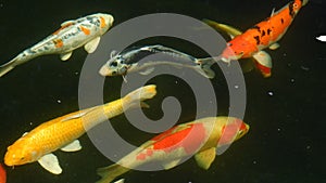 4k,Koi fish.Carp fish swimming in freshwater pond.Color koi fish close up view.Lots of colourful hungry koi fishes.Group of variou