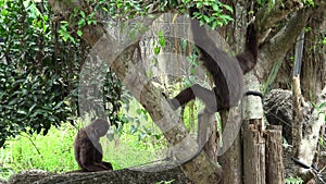 4K, Lar Gibbon resting on tree branches at zoo forest. Captive Hylobates Lar