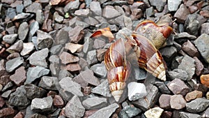 4K life of snail family walk in the garden with sun light