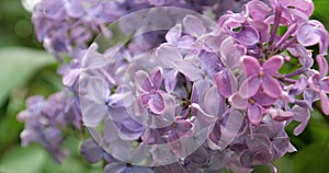 4K - Lilac flowers in the parh close up