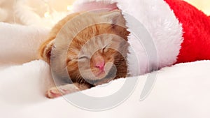 4k Little Christmas ginger kitten sweetly falls asleep and sleeps in a santa hat. Soft and cozy against the background