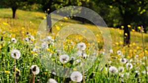 4K Loop Dandelion seeds are being blown and flying away on a green background.