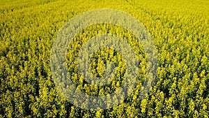 4K. Low flight above amazing blooming yellow rapeseed field in spring, aerial view at sunny day