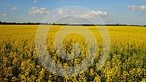 4K. Low flight above blooming yellow rapeseed field at sunny day in spring, aerial panoramic view