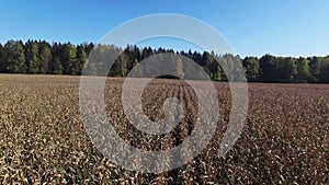 4K. Low flight above ripe corn field, which ready for harvesting, aerial view