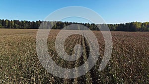 4K. Low flight above ripe corn field, which ready for harvesting, aerial view