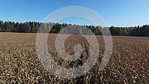 4K. Low flight and takeoff above ripe corn field, which ready for harvesting, aerial view