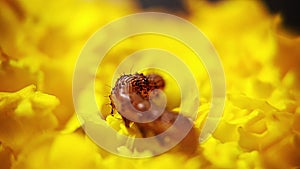 4K Macro video of a caterpillar moving in a big marigold flower