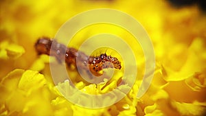 4K Macro video of a caterpillar moving in a big marigold flower