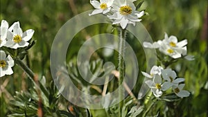 4K - Majestic green meadows of Scotland and bright beautiful plants