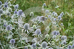 4k. Meadow flowers blue head plant  with a wild wasp collecting nectar sway in the wind in a summer day