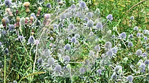 4k. Meadow flowers blue head plant  with a wild wasp collecting nectar sway in the wind in a summer day