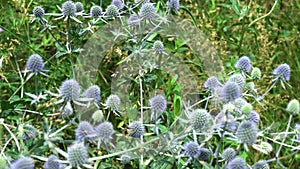 4k. Meadow flowers blue head plant  with a wild wasp collecting nectar sway in the wind in a summer day