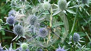 4k. Meadow flowers blue head plant  with a wild wasp collecting nectar sway in the wind in a summer day