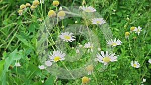 4k. Meadow flowers sway in the wind in a summer day