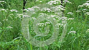 4k. Meadow grasses sway in the wind with water drops after rain