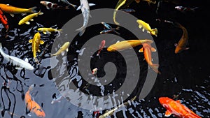 4k Mesmerizing special beautiful colors koi fishes in clear fresh water