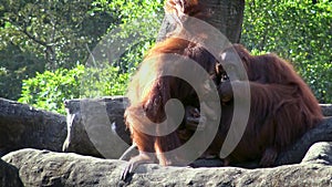 4K, Mother and baby bornean orangutan in the forest. Adult female orangutang