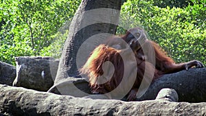 4K, Mother and baby bornean orangutan in the forest. Adult female orangutang