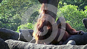 4K, Mother and baby bornean orangutan in the forest. Adult female orangutang