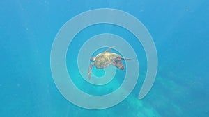 4k motion Sea Turtle Swimming Underwater in the ocean