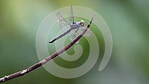 4k Nature footage of dragonfly standing on a branch