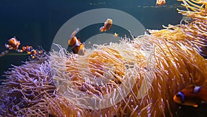 4K. Nemo clown fish swimming in the sea anemone on the colorful healthy coral reef. Anemone fish nemo group swimming underwater.