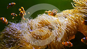 4K. Nemo clown fish swimming in the sea anemone on the colorful healthy coral reef. Anemonefish nemo group swimming underwater.